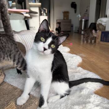 Rescue Domestic Short Hair Cats for Adoption in Boca Raton, Florida - Minnie | PetCurious