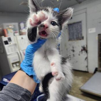 Holstein -  Domestic Short Hair Cat for Adoption in Summerville, South Carolina - Holstein | PetCurious