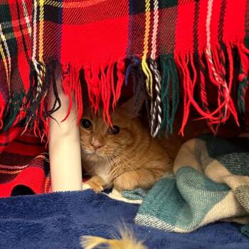 Garfield -  Domestic Short Hair Cat for Adoption in Brockton, Massachusetts - Garfield | PetCurious