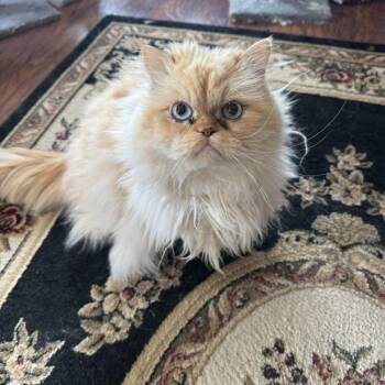 Mag -  Himalayan Cat for Adoption in Wilmington, Delaware - Mag | PetCurious