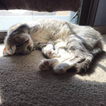 Isabelle -  Domestic Short Hair Cat for Adoption in Las Vegas, Nevada - Isabelle | PetCurious
