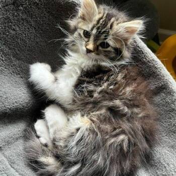 Brooke -  Domestic Long Hair Cat for Adoption in Lake Orion, Michigan - Brooke | PetCurious