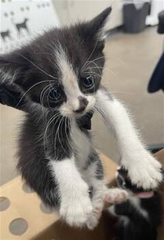 CHILI -  Domestic Short Hair Cat for Adoption in Dallas, Texas - CHILI | PetCurious