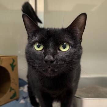 Domestic Short Hair Cats Available for Adoption in Saint Charles, Missouri - Baby | PetCurious