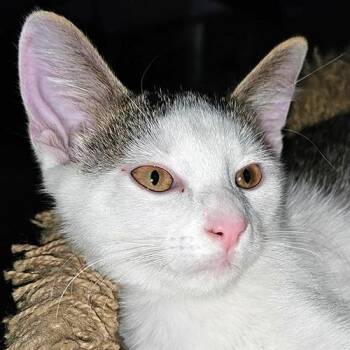 Skyler -  Domestic Short Hair Cat for Adoption in Crystal Lake, Illinois - Skyler | PetCurious