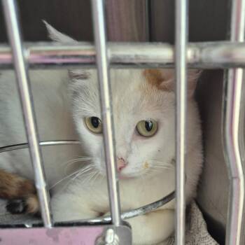 Nova -  Domestic Short Hair Cat for Adoption in Kingman, Kansas - Nova | PetCurious
