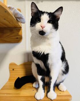 John -  Domestic Short Hair Cat for Adoption in Brooks, Maine - John | PetCurious