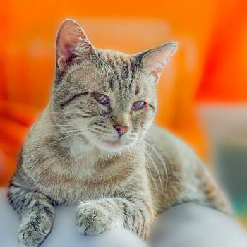 River -  Domestic Short Hair and Siamese Cat for Adoption in Chapel Hill, North Carolina - River | PetCurious