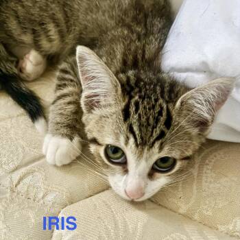 Iris -  Domestic Short Hair Cat for Adoption in Westminster, California - Iris | PetCurious