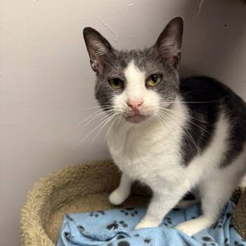 Rescue Domestic Short Hair Cats for Adoption in Indianapolis, Indiana - Mr. Smee | PetCurious