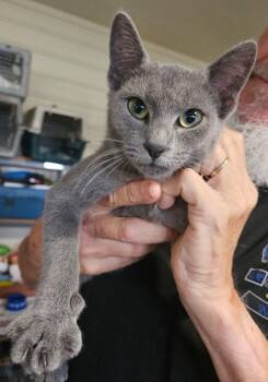 Natalia -  Domestic Short Hair Cat for Adoption in Panama City, Florida - Natalia | PetCurious