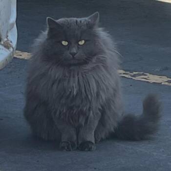 Orpheus -  Domestic Long Hair Cat for Adoption in Grantsville, Utah - Orpheus | PetCurious