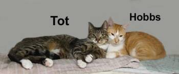 Hobbs and Tot Fuh.-Gran. (sweet gentle brothers) -  Domestic Short Hair Cat Available for Adoption in Stowe, Pennsylvania - Hobbs And Tot Fuh.-Gran. (sweet Gentle Brothers) | PetCurious