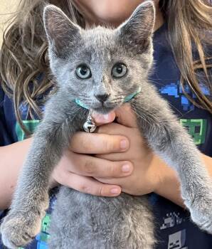 Gandalf Of The Shire -  Russian Blue and Domestic Short Hair Cat Available for Adoption in Chandler, Arizona - Gandalf Of The Shire | PetCurious