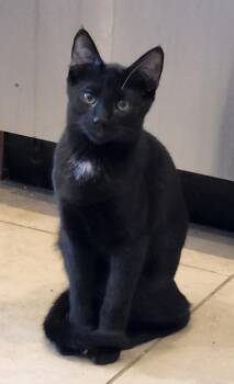 Goji Berri -  Domestic Short Hair Cat for Adoption in Chandler, Arizona - Goji Berri | PetCurious