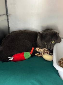 Domestic Short Hair Cats Available for Adoption in Pomona, New York - Elmer | PetCurious