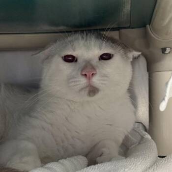 ROUNDY DOUNDY 3 -  Domestic Short Hair Cat for Adoption in Las Vegas, Nevada - ROUNDY DOUNDY 3 | PetCurious