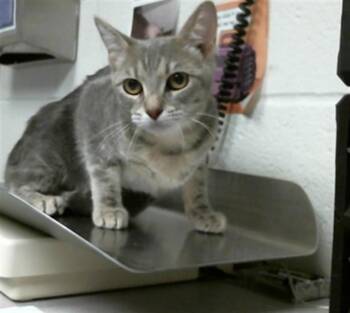 A2091400 -  Domestic Short Hair Cat for Adoption in Houston, Texas - A2091400 | PetCurious