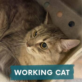 Kosiv -  Domestic Long Hair Cat for Adoption in Asheville, North Carolina - Kosiv | PetCurious