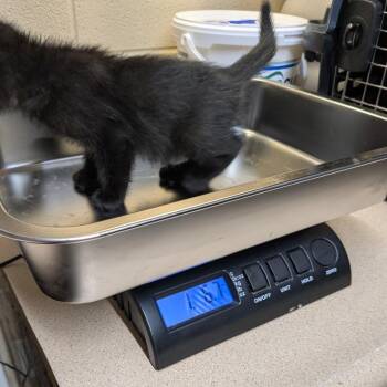Domestic Short Hair Cats Available for Adoption - Bender | PetCurious