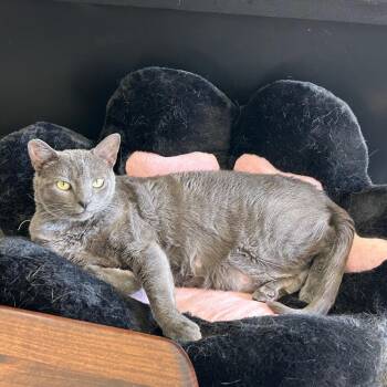 Hazel -  Russian Blue Cat for Adoption in Brea, California - Hazel | PetCurious