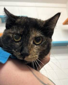 MULTI -  Domestic Short Hair Cat for Adoption in Pensacola, Florida - MULTI | PetCurious