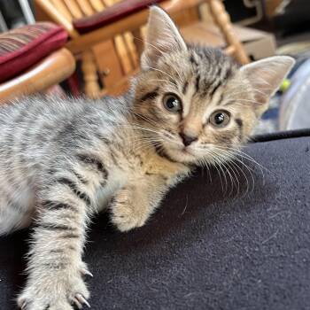Maple -  Domestic Short Hair Cat for Adoption in Minneapolis, Minnesota - Maple | PetCurious