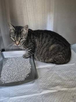 Otter -  Domestic Short Hair Cat for Adoption in Simcoe, Ontario - Otter | PetCurious