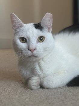 Oscar -  Domestic Short Hair Cat for Adoption - Oscar | PetCurious