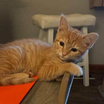 Sarafina -  Domestic Short Hair Cat for Adoption in Carmel, Indiana - Sarafina | PetCurious