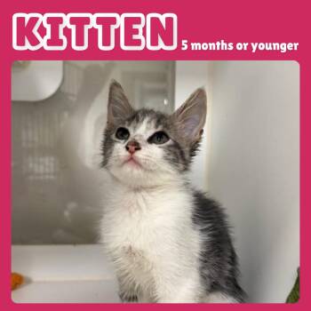 Pinky -  Domestic Short Hair Cat for Adoption in Gainesville, Florida - Pinky | PetCurious