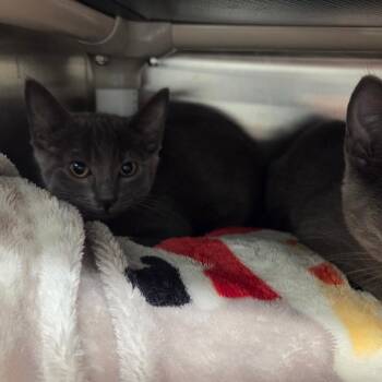 Tom Thumb -  Domestic Short Hair Cat for Adoption in Chattanooga, Tennessee - Tom Thumb | PetCurious