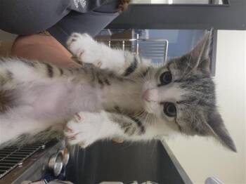 A657397 -  Domestic Short Hair Cat for Adoption in Houston, Texas - A657397 | PetCurious