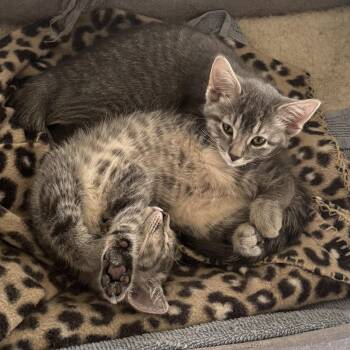 Eleanor -  Tabby and Domestic Short Hair Cat for Adoption in Lombard, Illinois - Eleanor | PetCurious