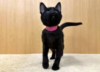 PEACH -  Domestic Short Hair Cat for Adoption in Brentwood, Missouri - PEACH | PetCurious