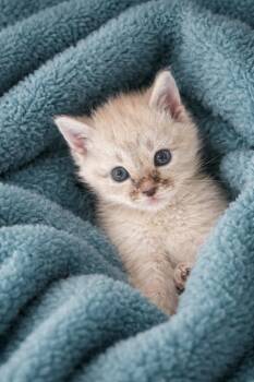 Marie -  Siamese Cat Available for Adoption in Johnson City, Tennessee - Marie | PetCurious