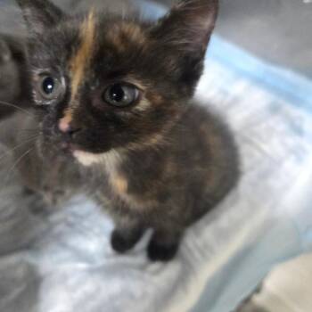 skylee -  Domestic Short Hair Cat for Adoption in Madisonville, Kentucky - Skylee | PetCurious