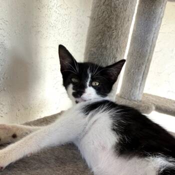 Rescue Domestic Short Hair Cats for Adoption in North Port, Florida - Finn | PetCurious