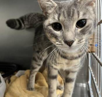 Rescue Domestic Short Hair Cats for Adoption in Annapolis, Maryland - Roxanne | PetCurious