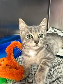 Rescue Domestic Short Hair Cats for Adoption in Reynoldsburg, Ohio - Zero | PetCurious