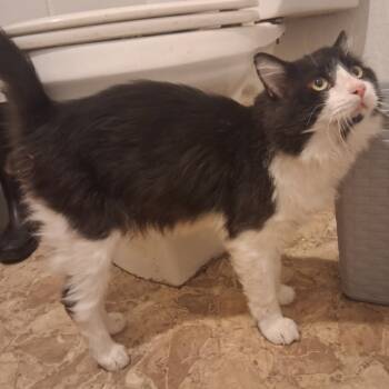 Rescue Domestic Long Hair and Maine Coon Cats for Adoption in Richmond Hill, Georgia - Mungo Jerry | PetCurious