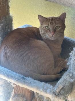 Domestic Short Hair Cats Available for Adoption - Momo | PetCurious