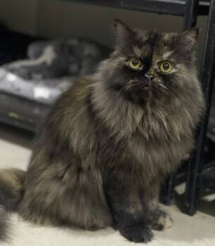 Rescue Persian Cats for Adoption in Snow Hill, Maryland - Diva | PetCurious