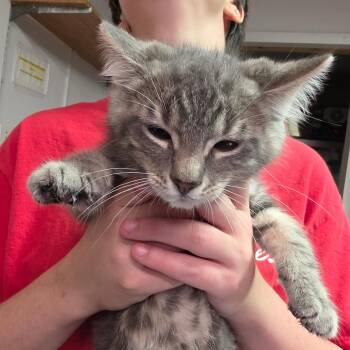 Tony -  Domestic Medium Hair Cat for Adoption in Leander, Texas - Tony | PetCurious