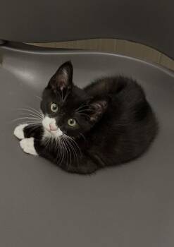 Buckley -  Tuxedo Cat for Adoption in Westlake Village, California - Buckley | PetCurious