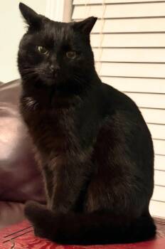 Domestic Short Hair Cats Available for Adoption in Franklin, Tennessee - MARY | PetCurious