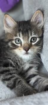 TIGERS EYE -  Domestic Short Hair Cat for Adoption in Omaha, Nebraska - TIGERS EYE | PetCurious