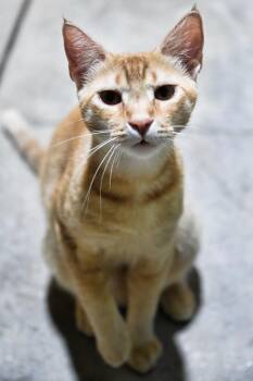 Max -  Domestic Short Hair Cat for Adoption in Saint James City, Florida - Max | PetCurious
