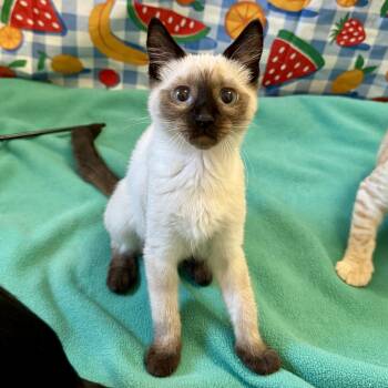 Juniper -  Siamese and Domestic Short Hair Cat for Adoption in Springfield, Oregon - Juniper | PetCurious