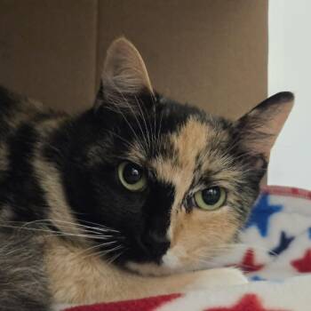 Jezzabel -  Domestic Short Hair Cat for Adoption in Ballston Spa, New York - Jezzabel | PetCurious